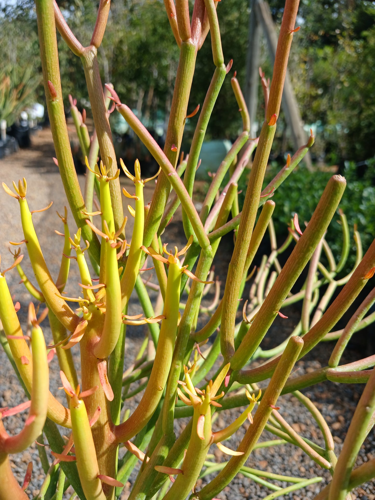 Euphorbia Tirucalli - Fire Sricks 10L