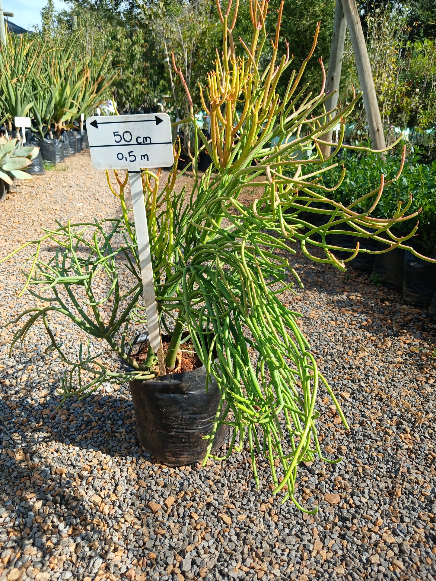 Euphorbia Tirucalli - Fire Sricks 10L