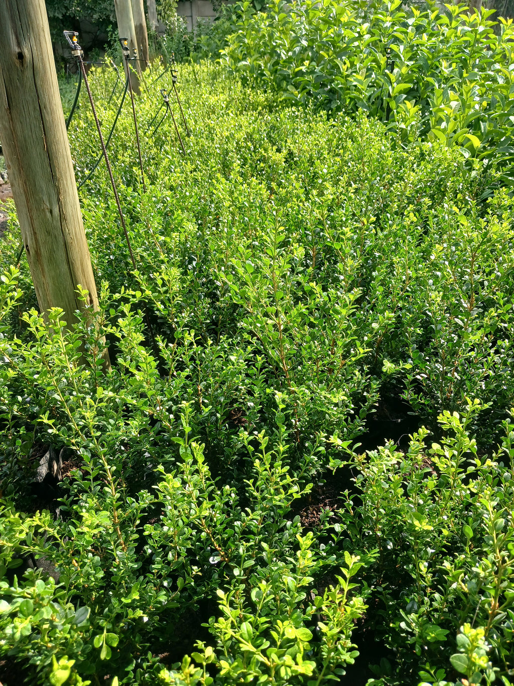 Buxus Faulkner 10L