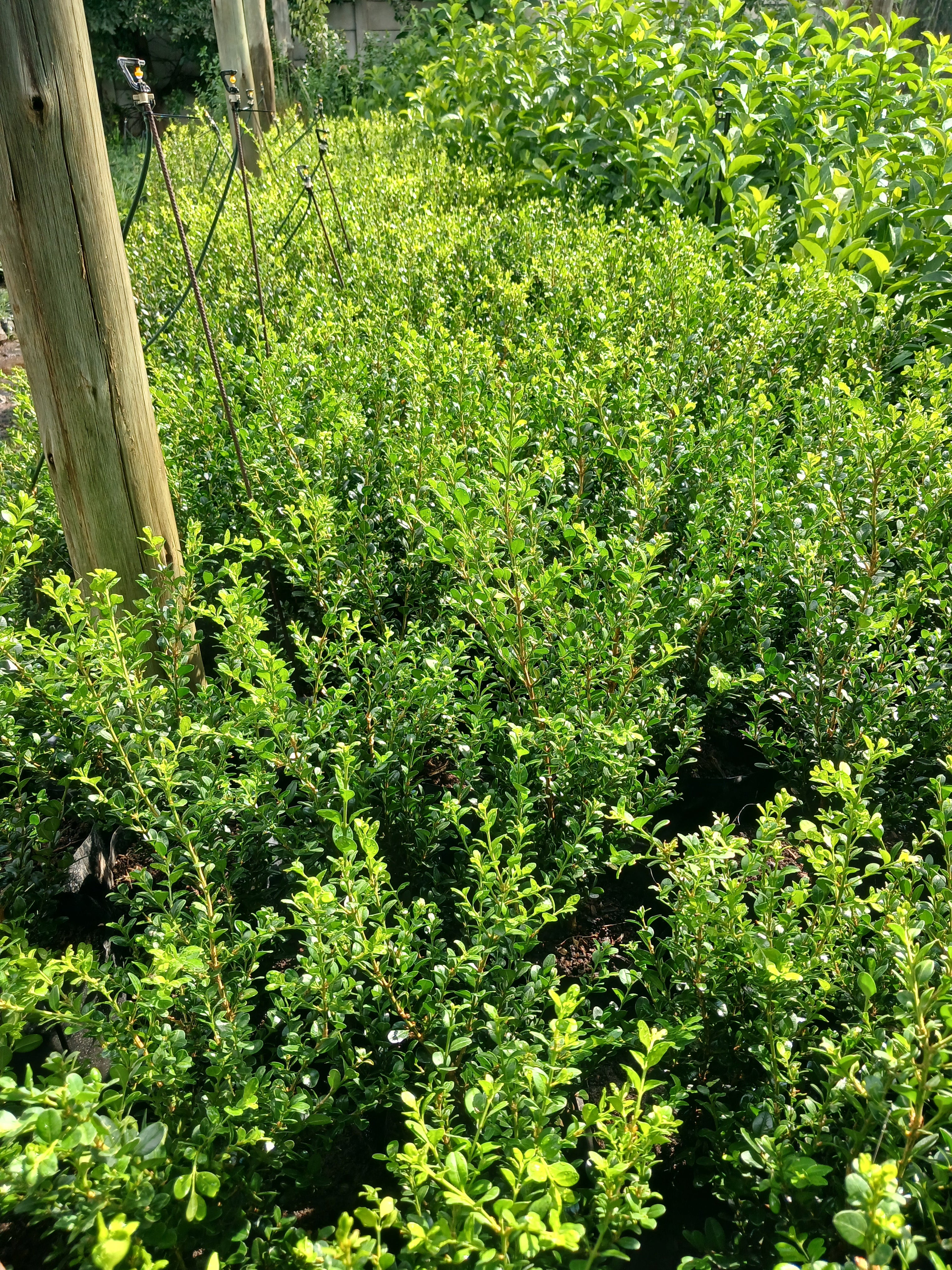 Buxus Faulkner 10L