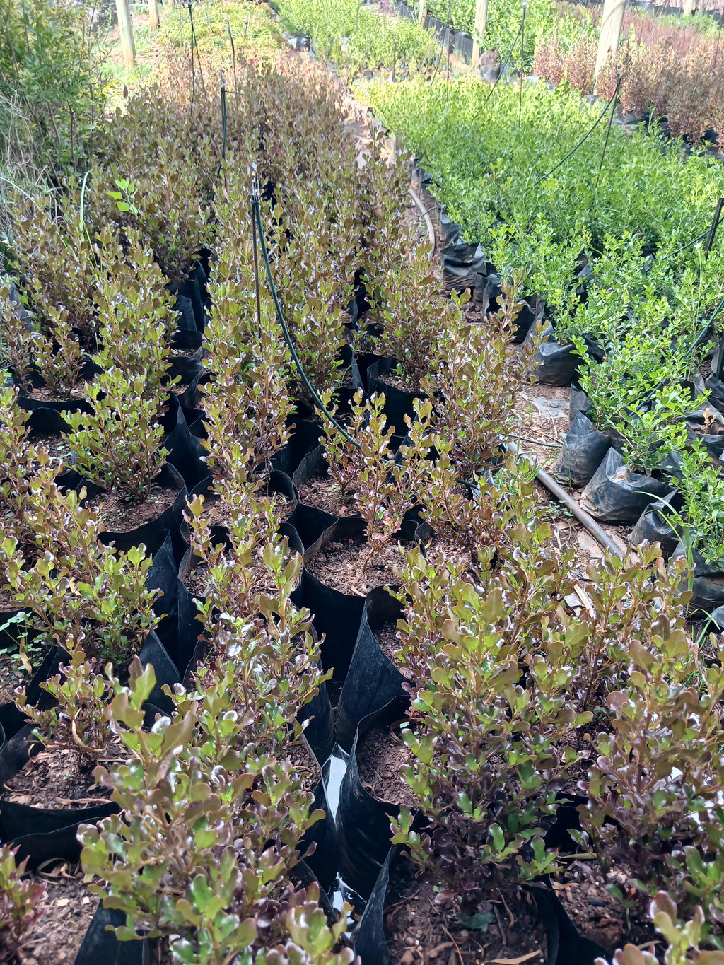 Coprosma Karo Red - Mirror Plant 10L