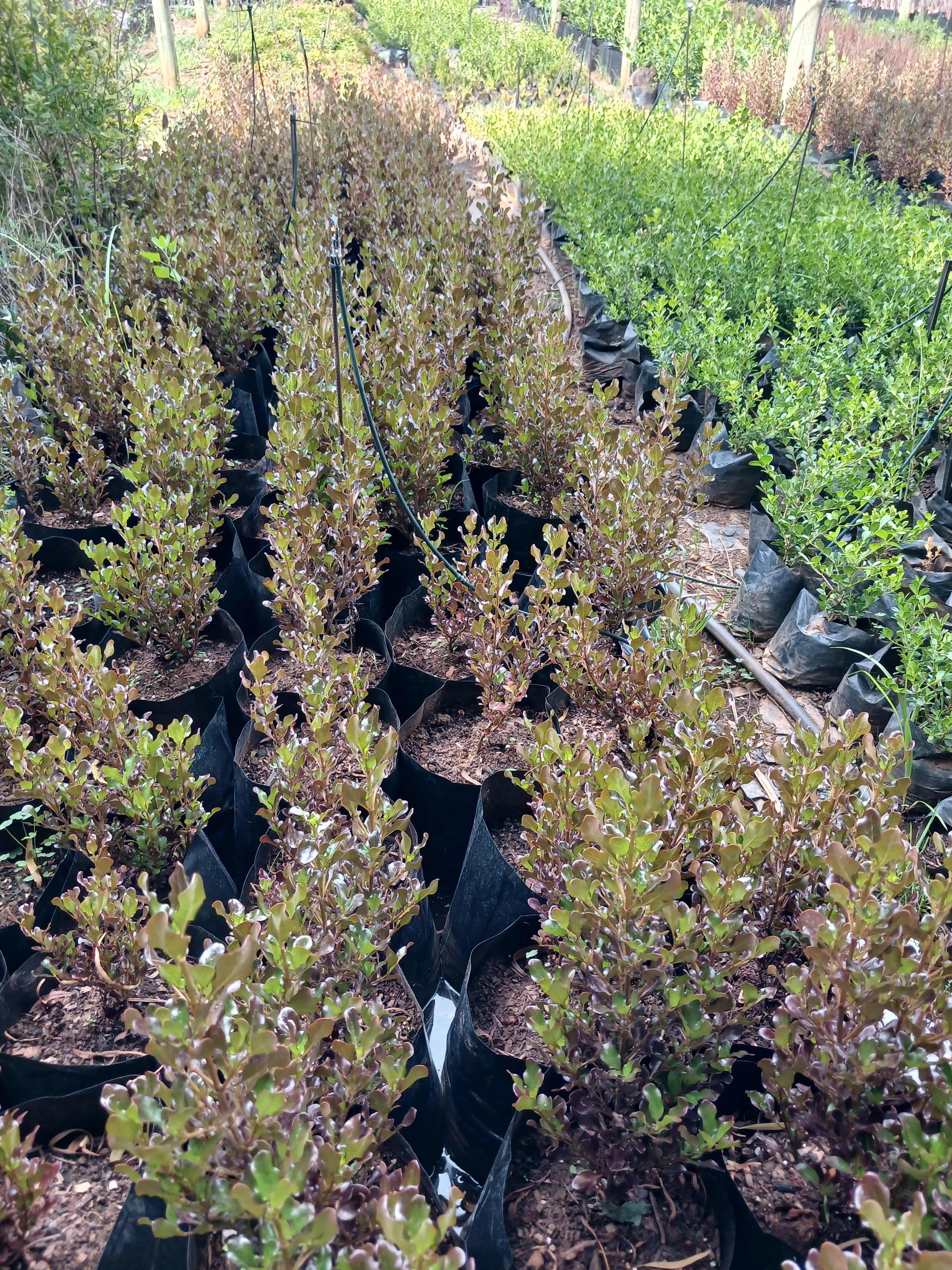 Coprosma Karo Red - Mirror Plant 10L