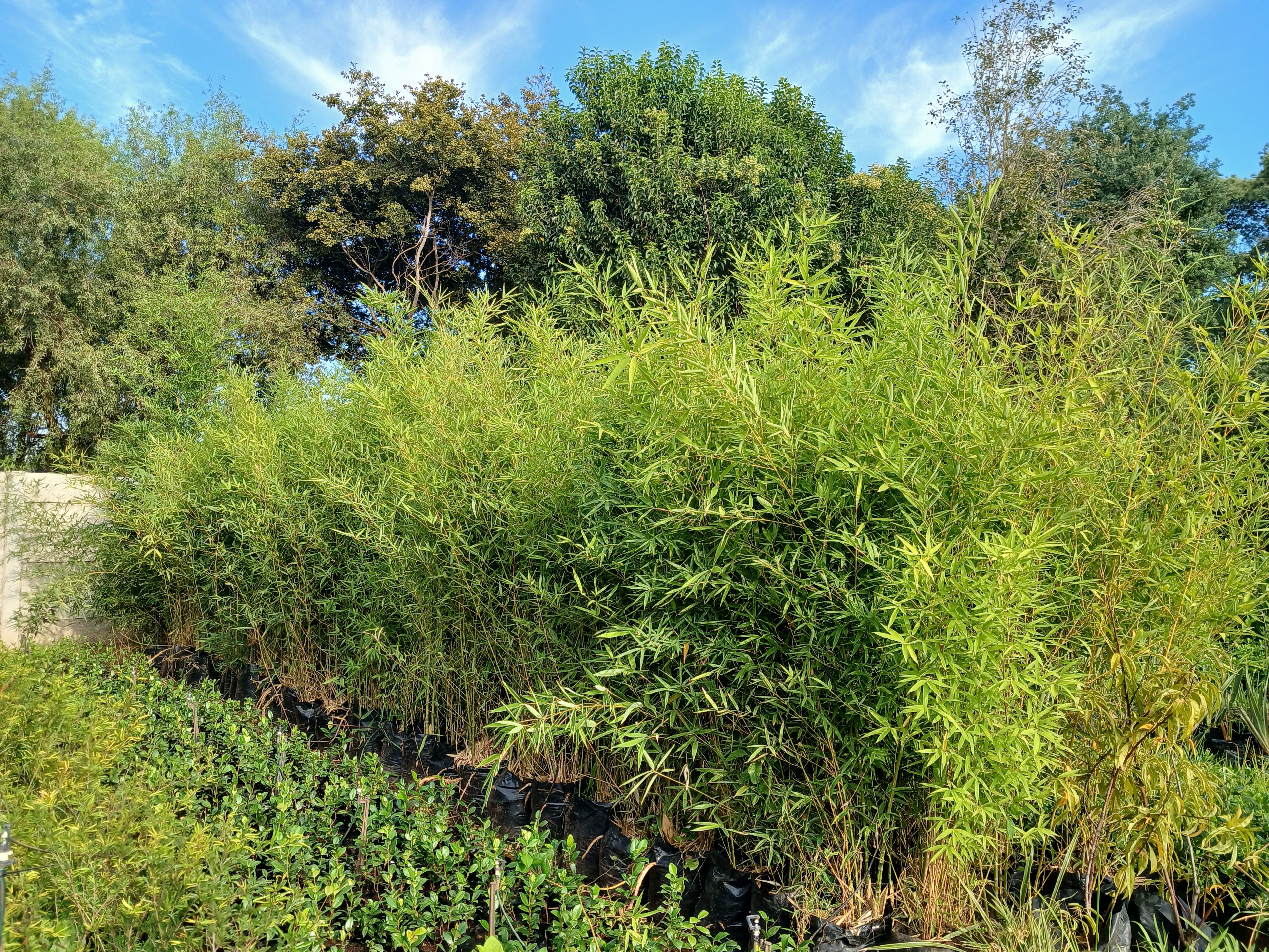 Bambusa Vulgaris 20L