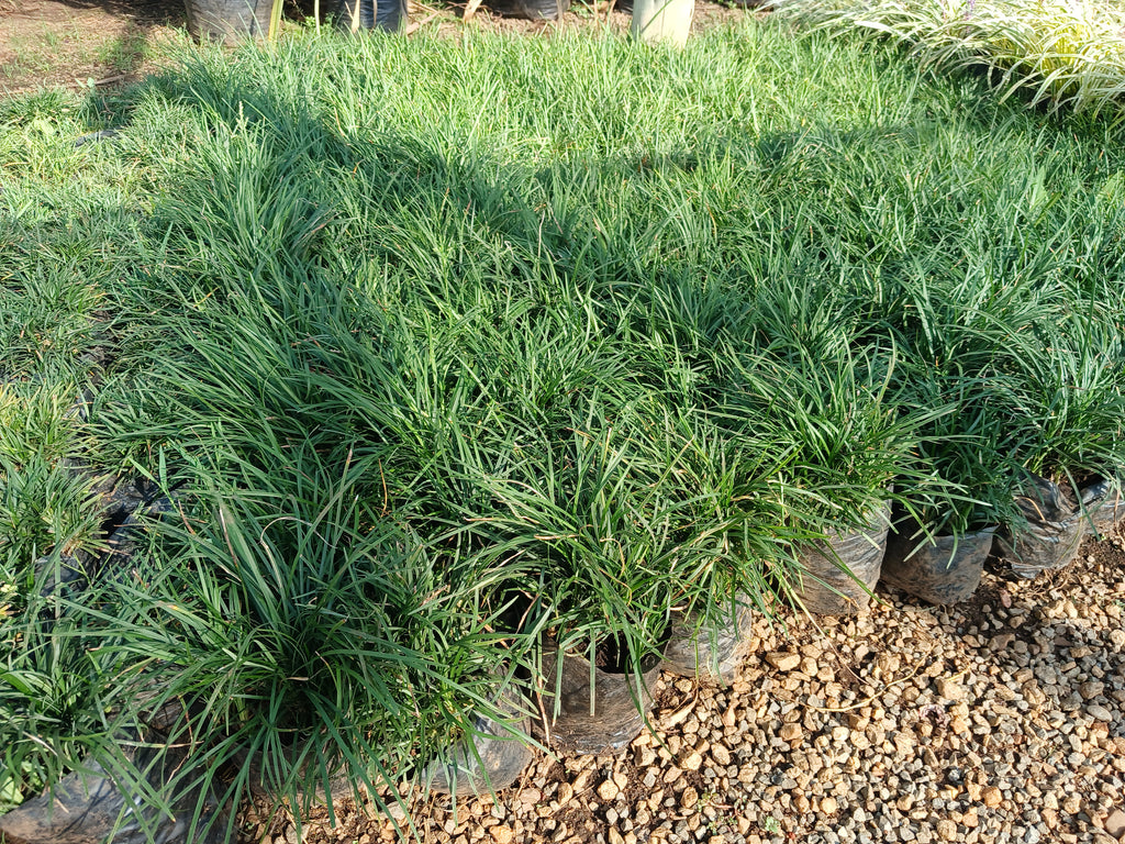 Ophiopogon Japonicas - Tall Mondo