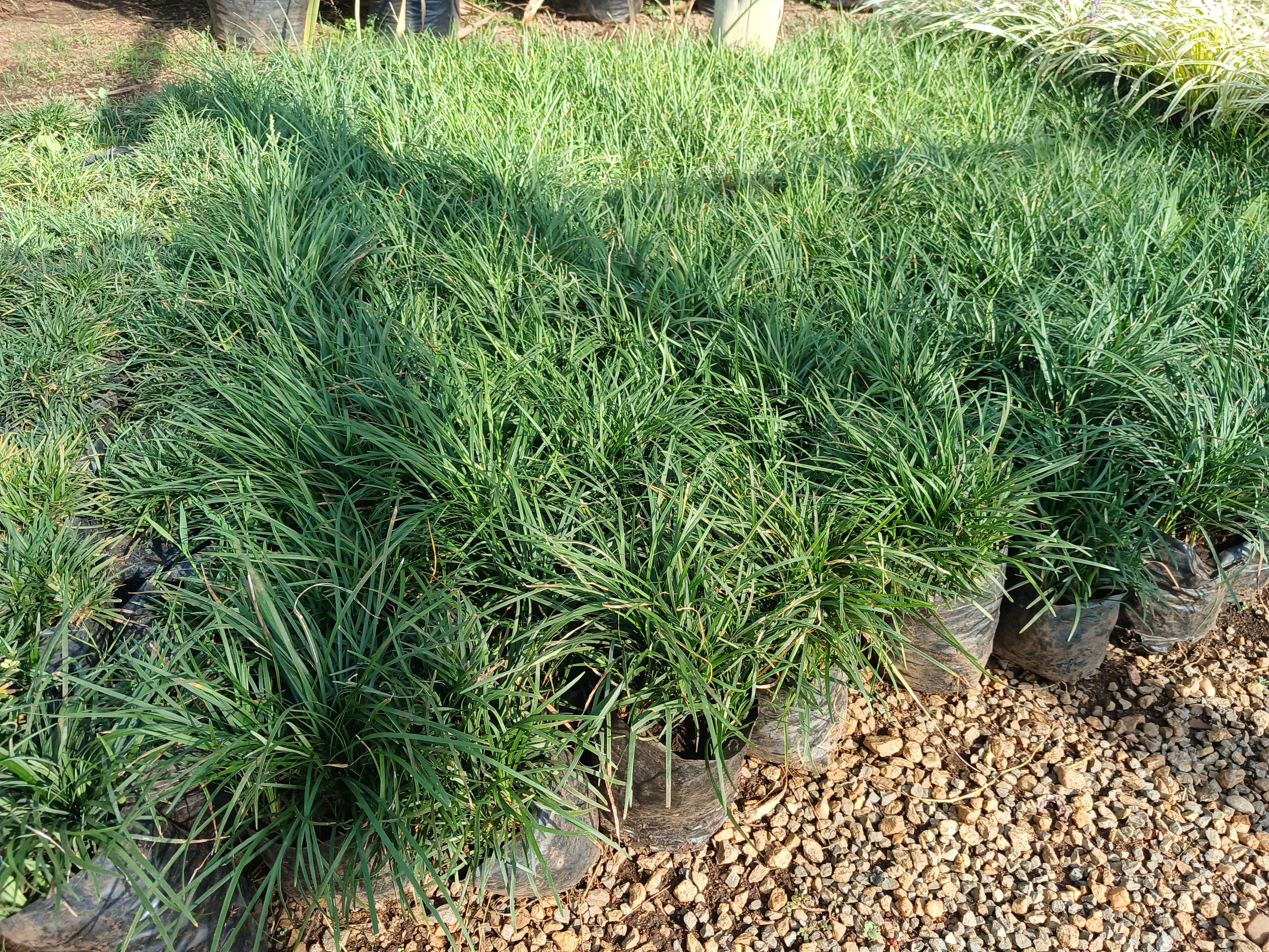 Ophiopogon Japonicas - Tall Mondo