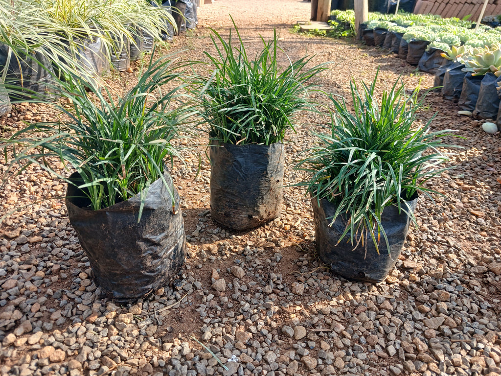 Ophiopogon Japonicas - Tall Mondo