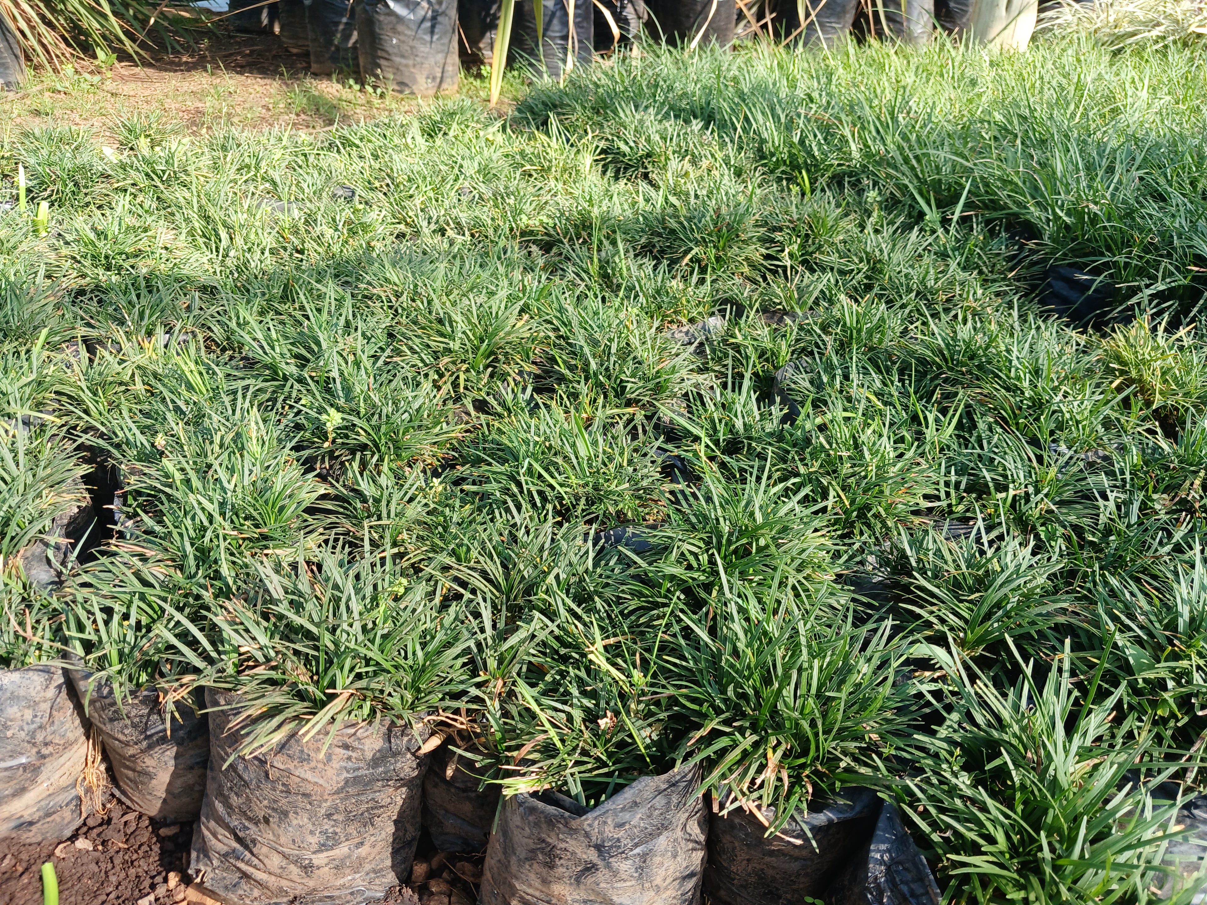 Ophiopogon Kyoto Dwarf - Short Mondo