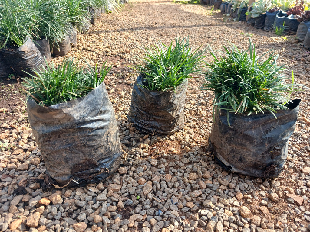 Ophiopogon Kyoto Dwarf - Short Mondo