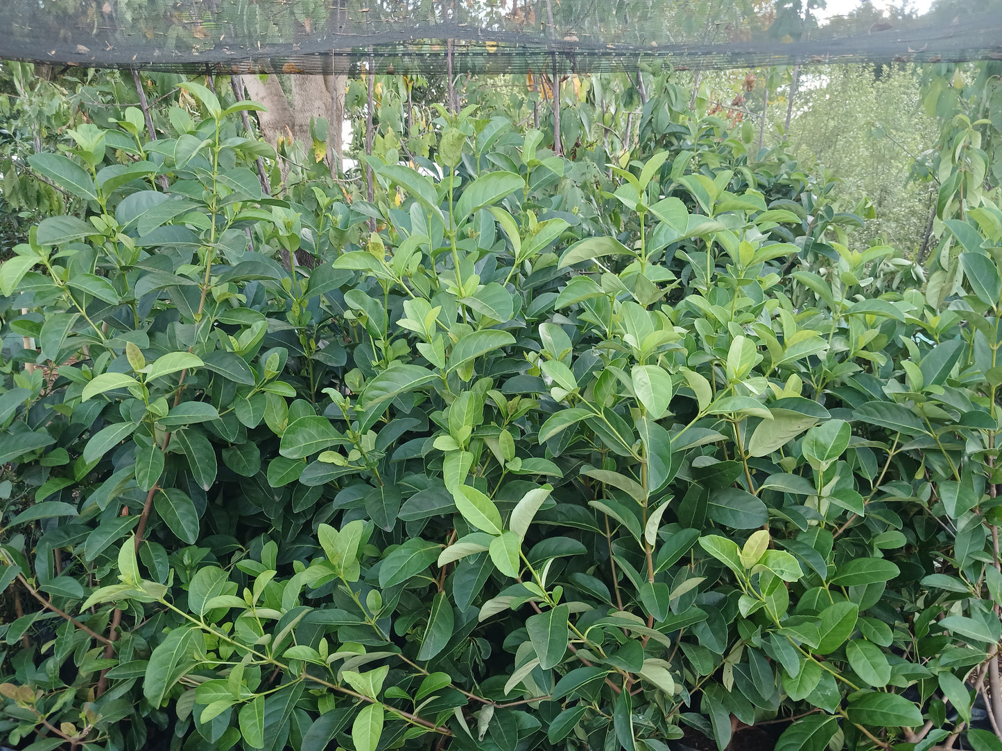 Viburnum Sinensis 20L