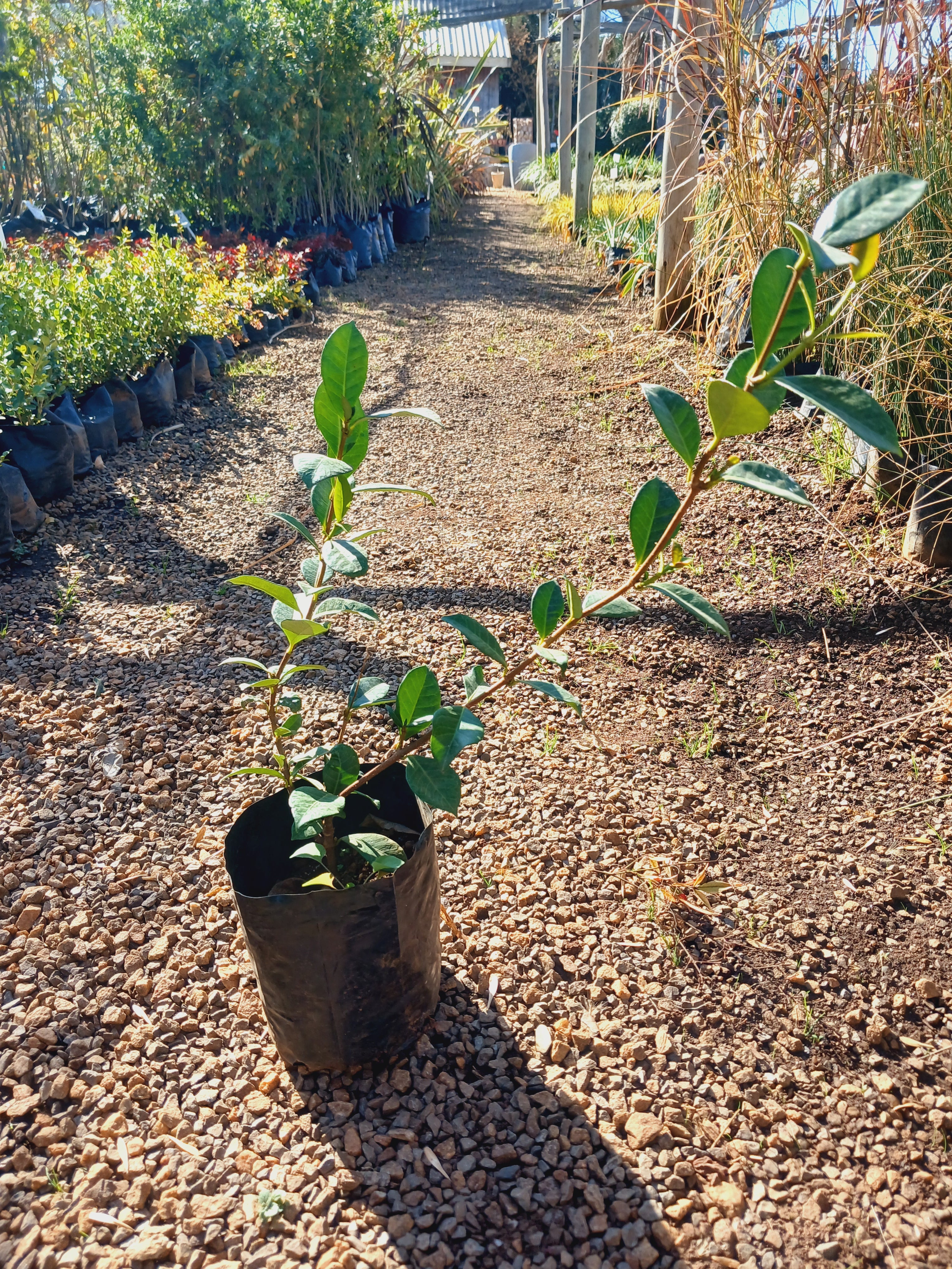Trachelospermum Jasminoides - Star Jasmine