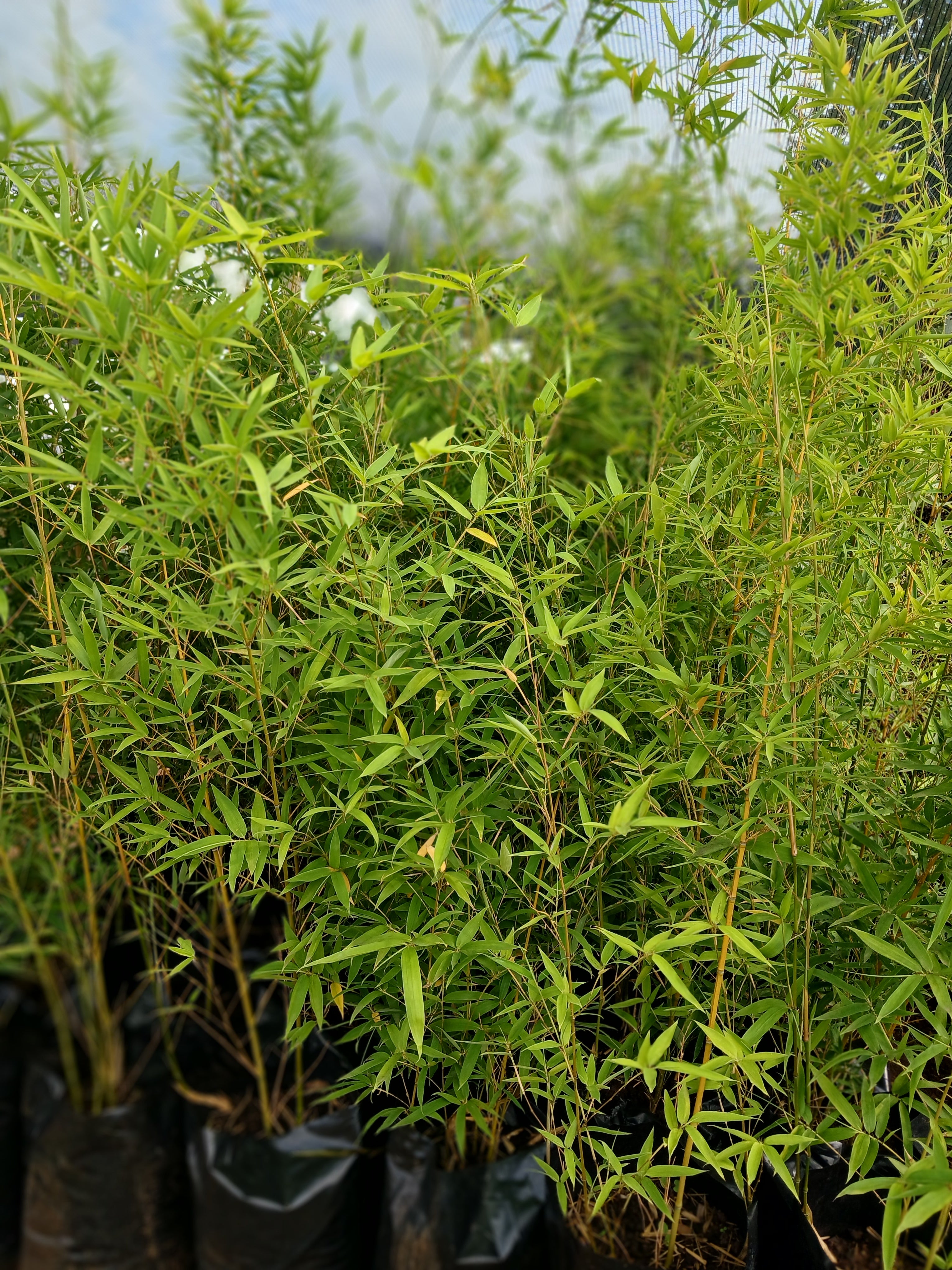 Bambusa Vulgaris 20L