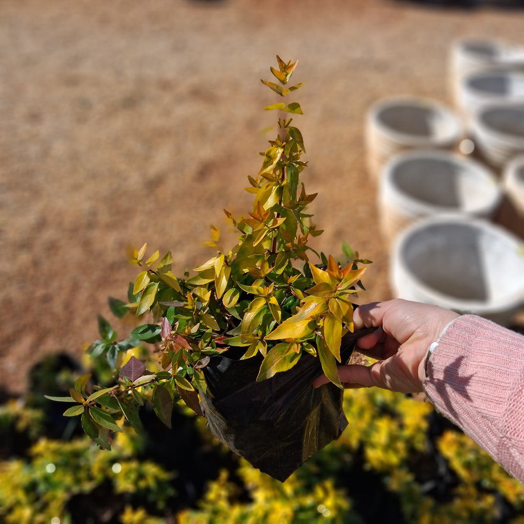 Abelia Francis Mason 4L