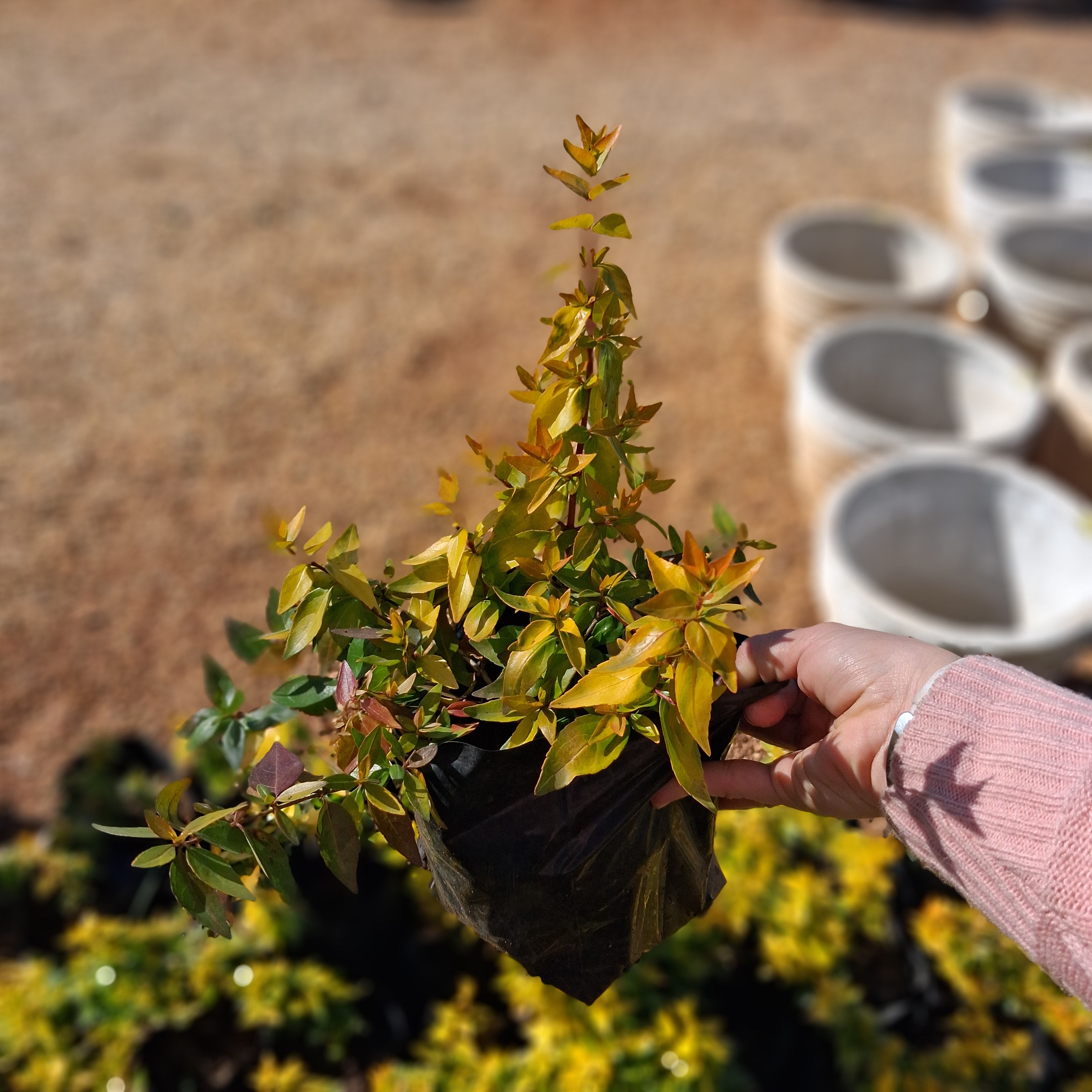 Abelia Francis Mason 4L