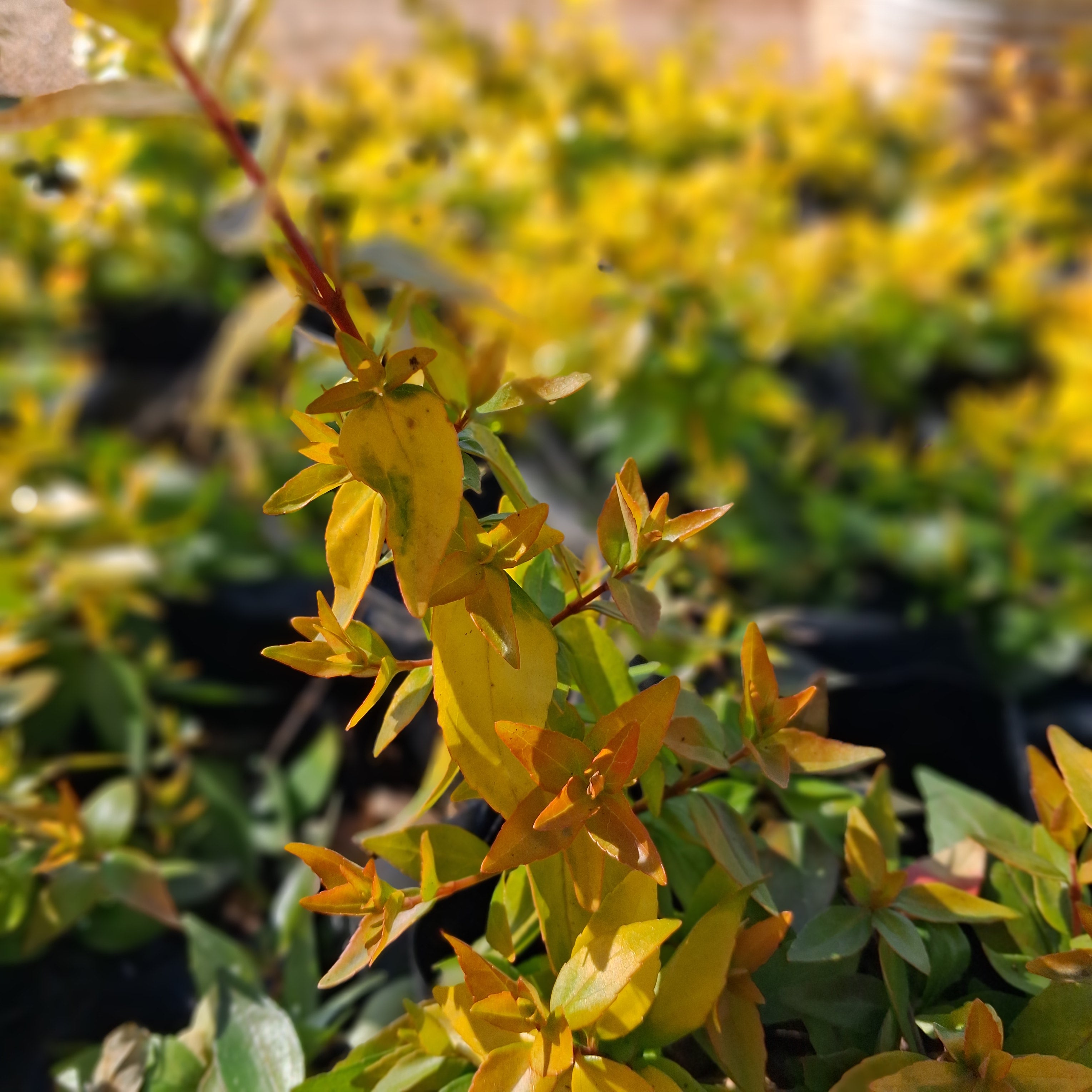 Abelia Francis Mason 10L