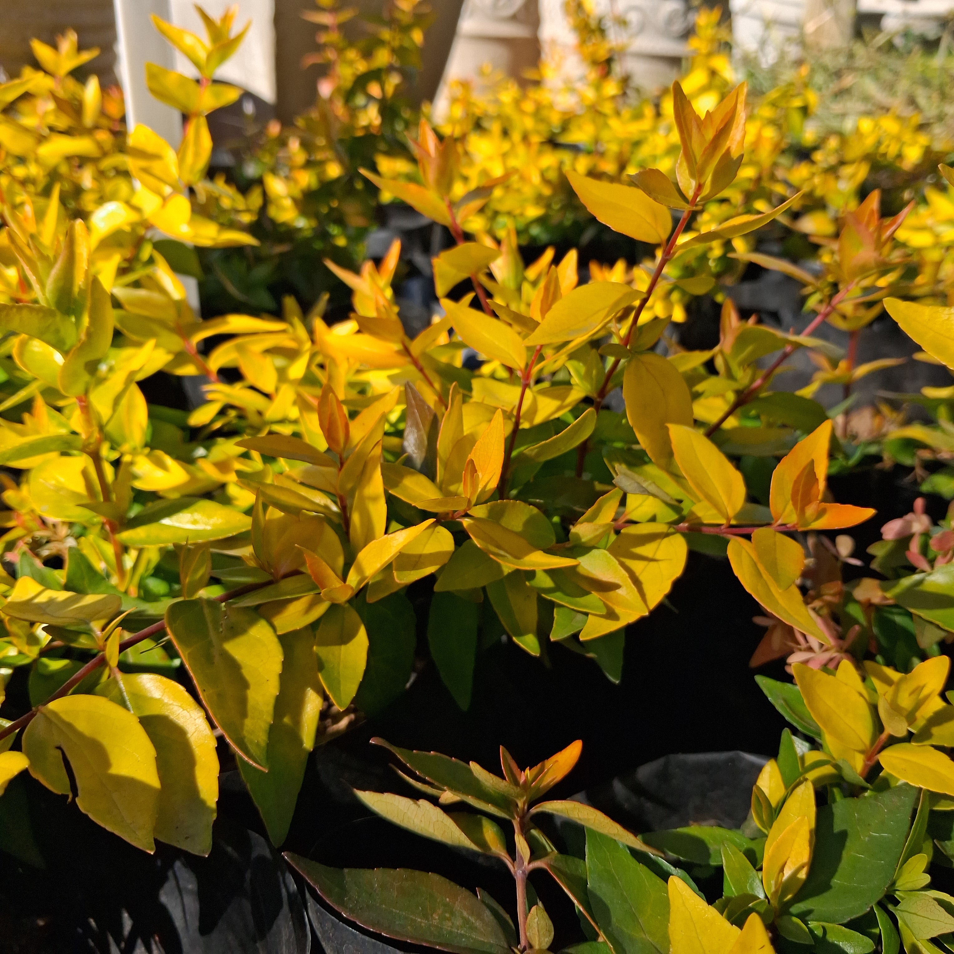 Abelia Francis Mason 10L