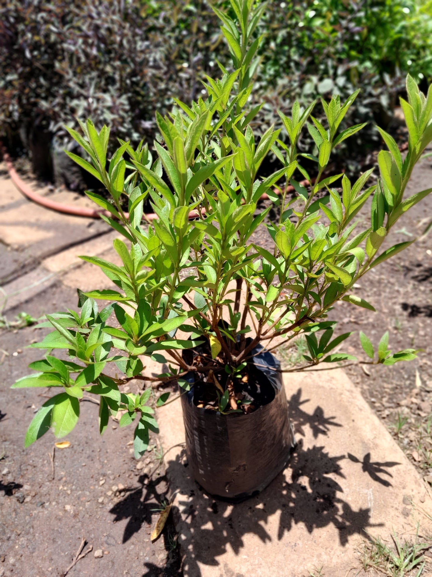 Copy of Azaleas Various