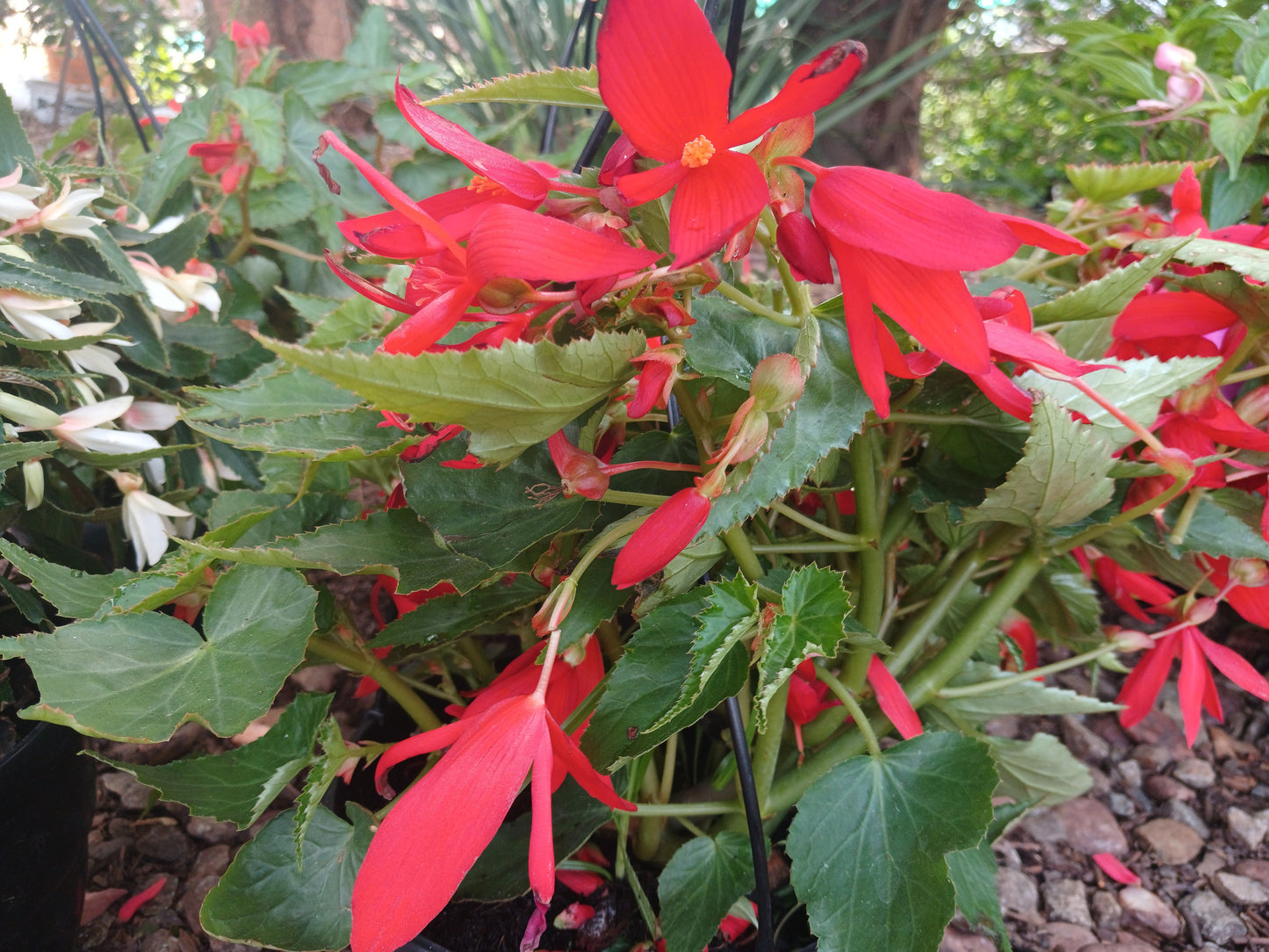 Begonia ' Bossa Nova'