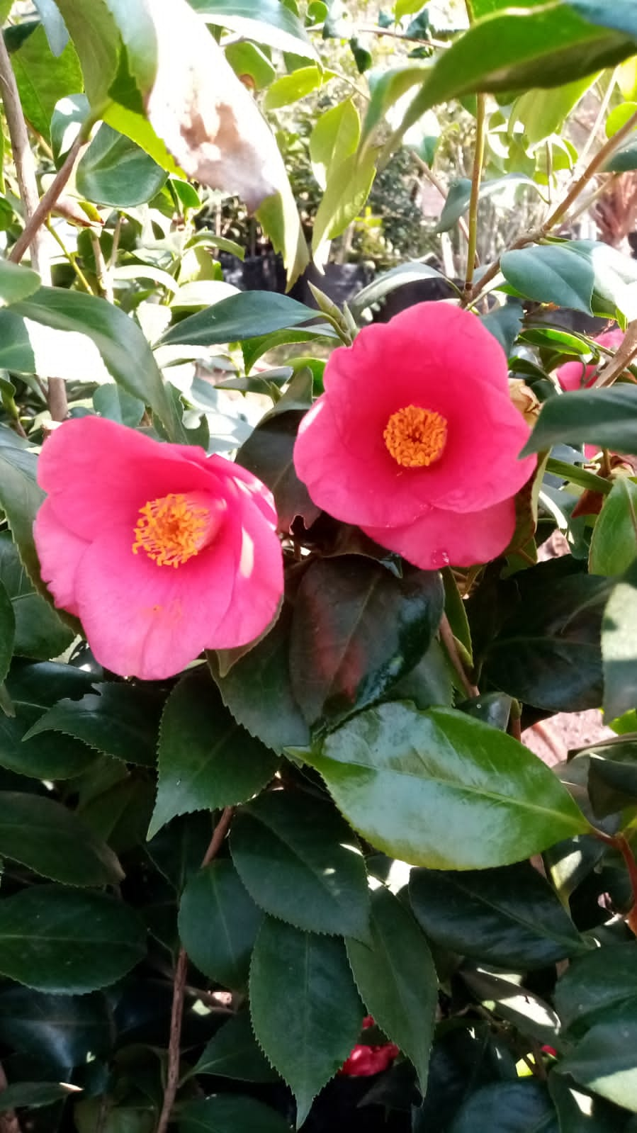 Camellia Japonica - Winter Rose 40L