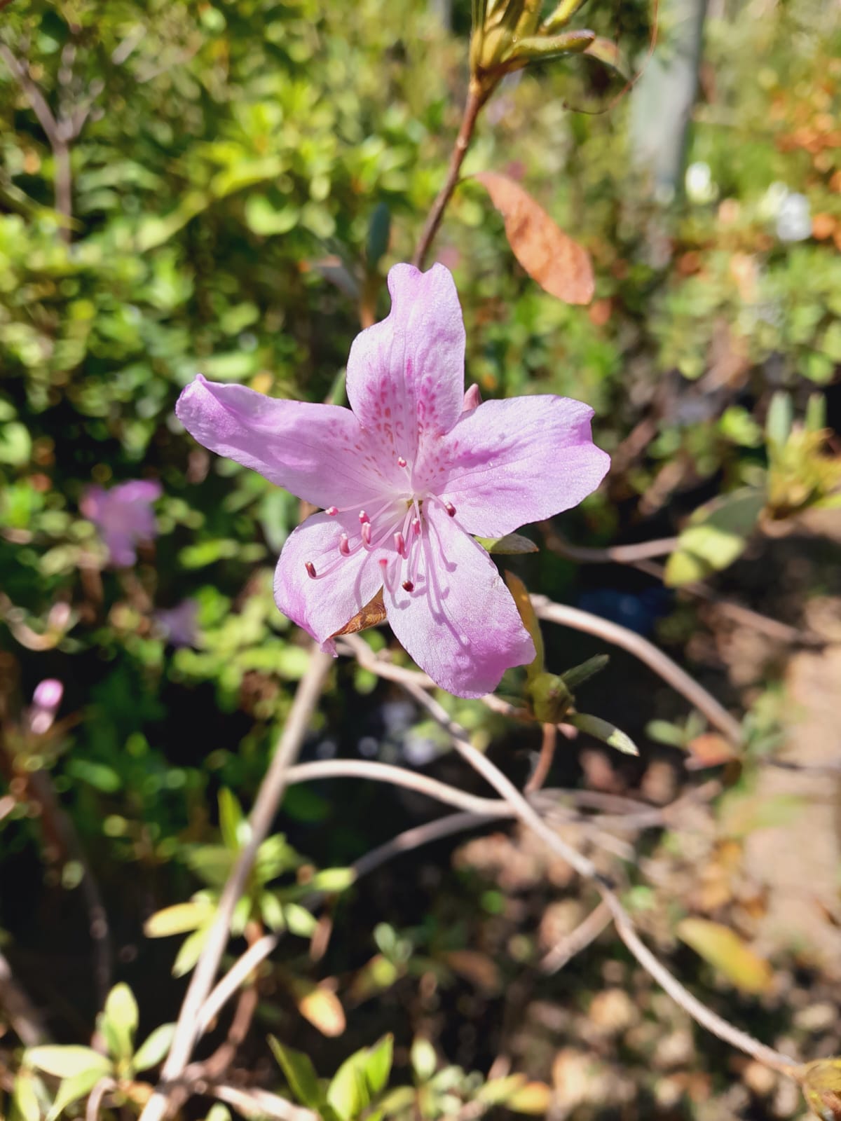 Copy of Azaleas Various