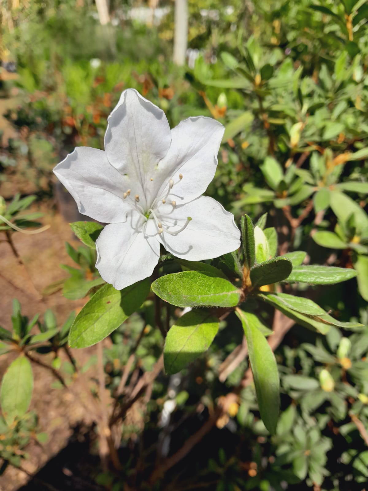 Azaleas Various 10L