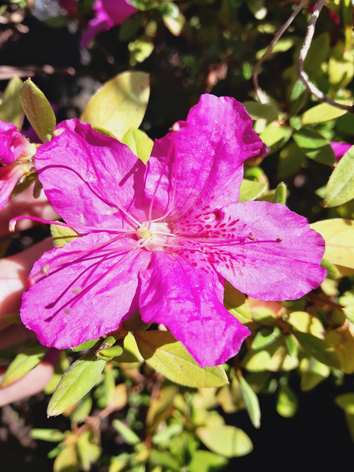 Azaleas Various 10L