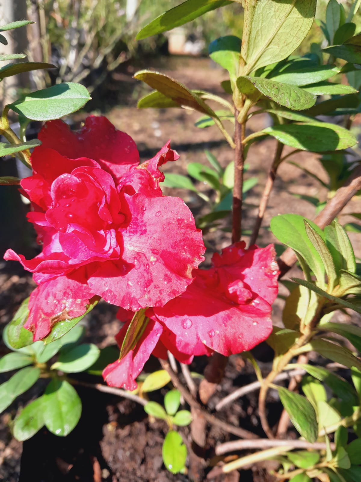 Copy of Azaleas Various