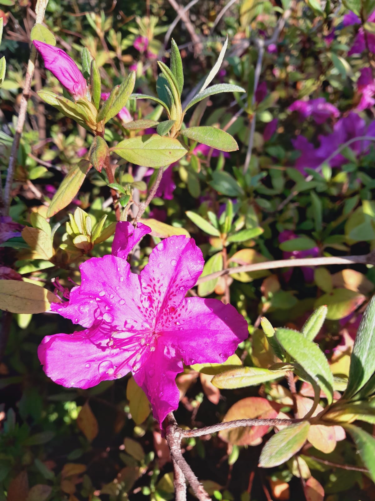 Copy of Azaleas Various