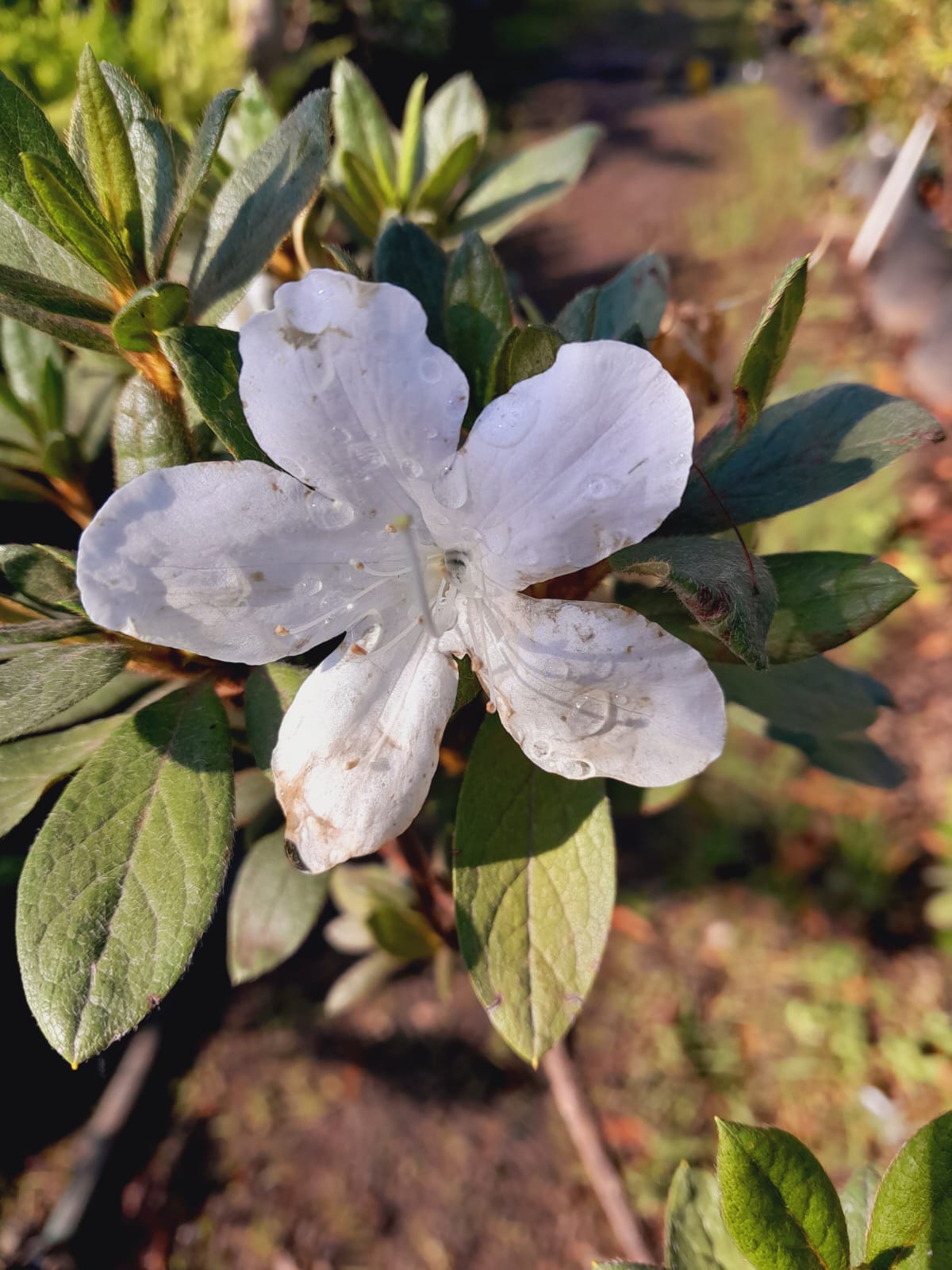 Copy of Azaleas Various