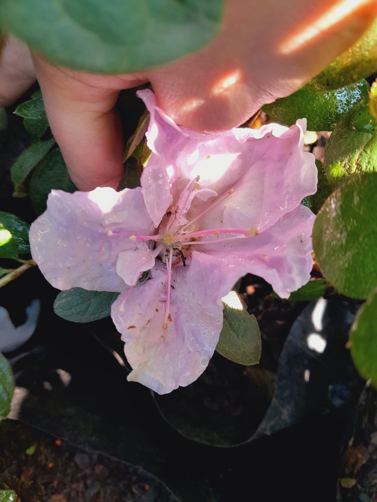 Azaleas Various 10L