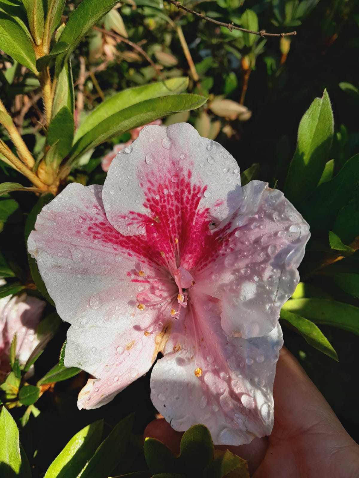 Azaleas Various 10L