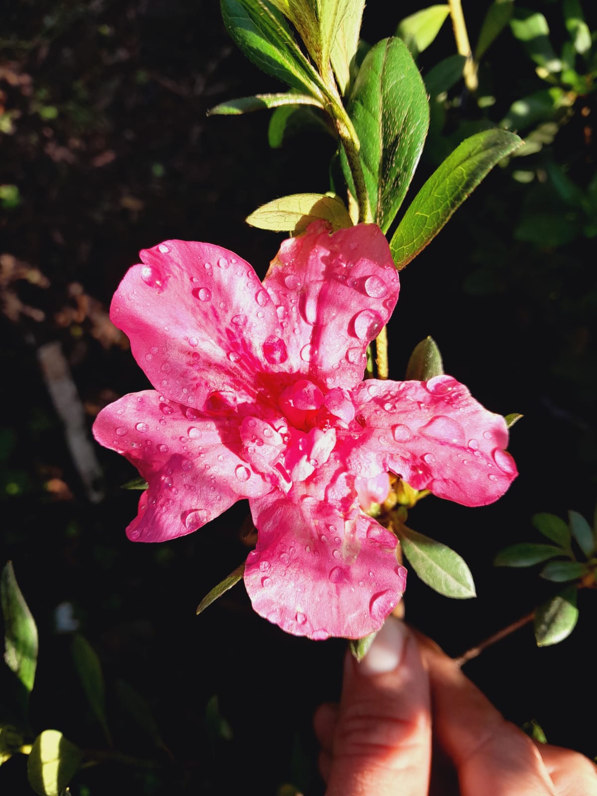 Azaleas Various 10L