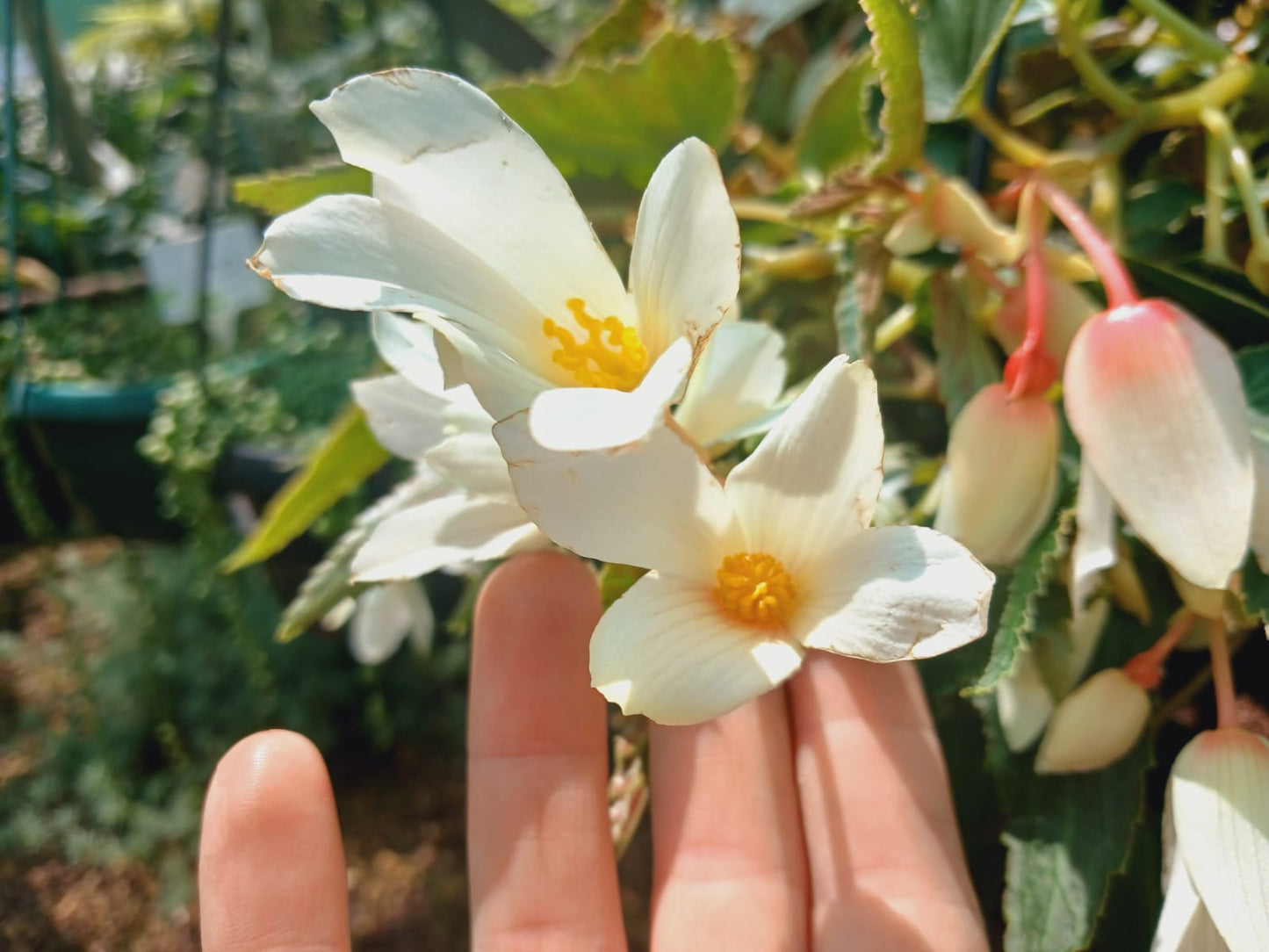 Begonia ' Bossa Nova'