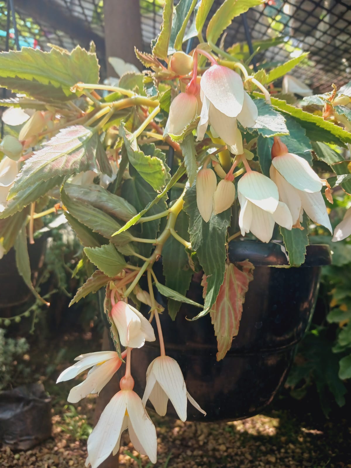 Begonia ' Bossa Nova'