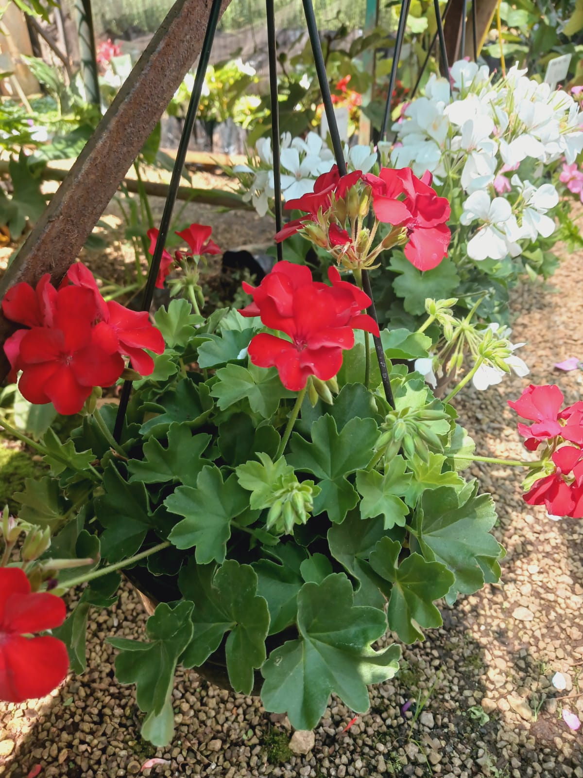 Pelargonium Peltatum 'Marcada' 20cm HB