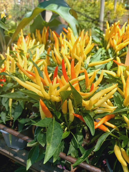 Capsicum 'Medusa'