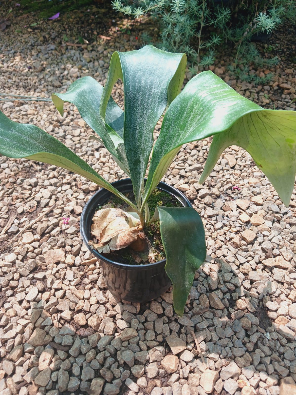 Platycerium hillii (Staghorn Fern)