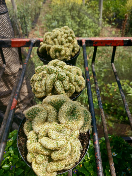 Mammillaria elongata cristata (Brain Cactus)