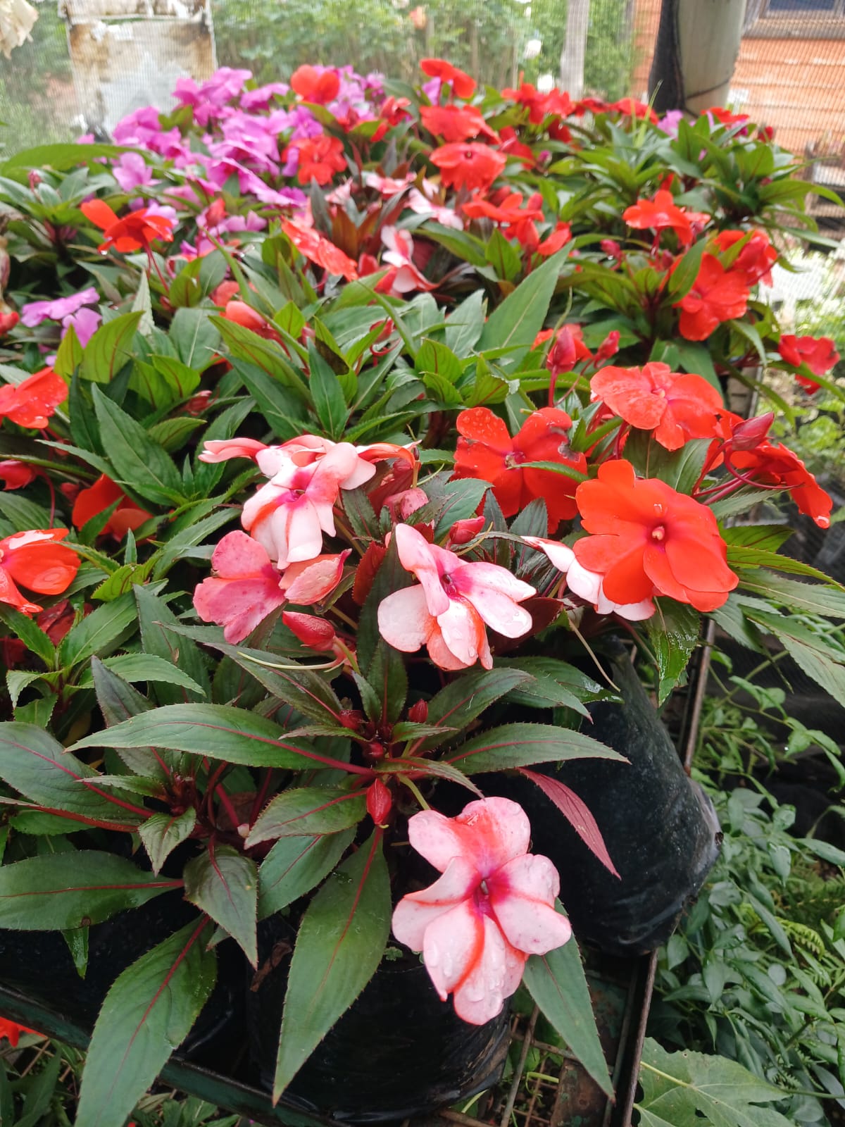 Impatiens New Guinea 15cm pots