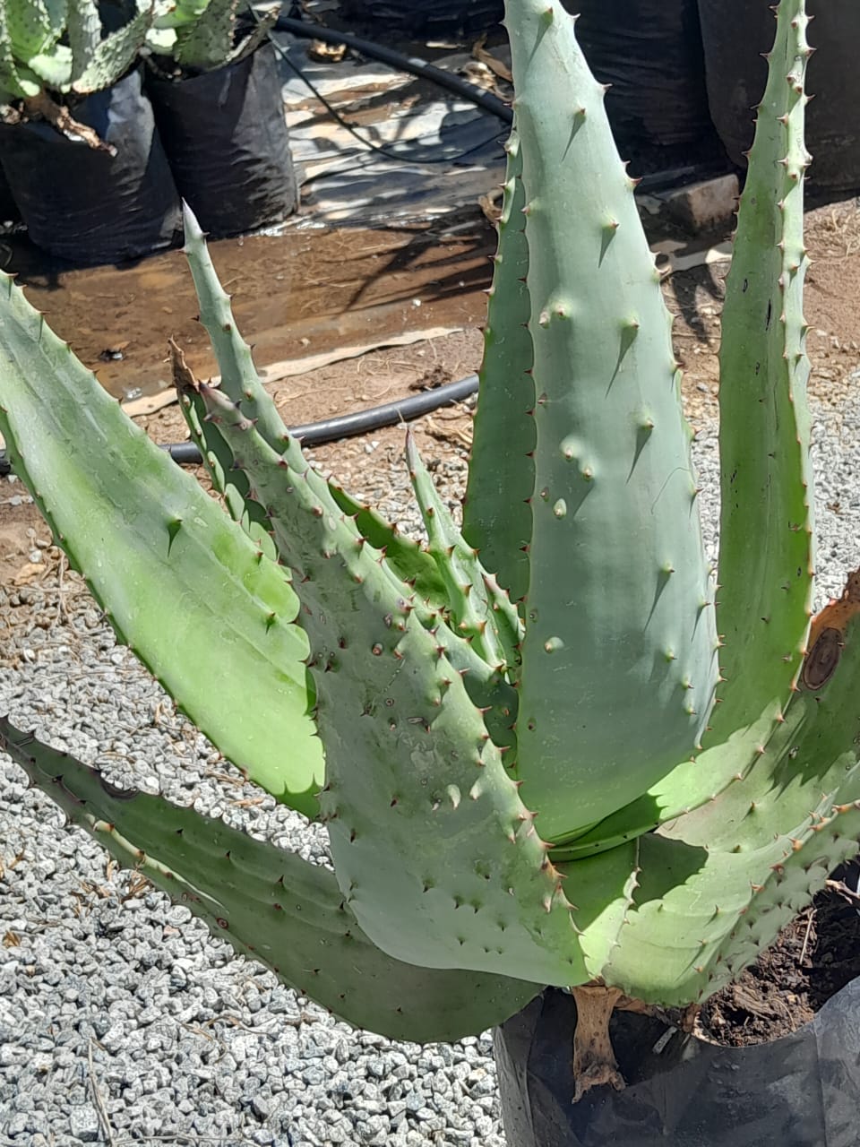 Aloe Marlothii 10L