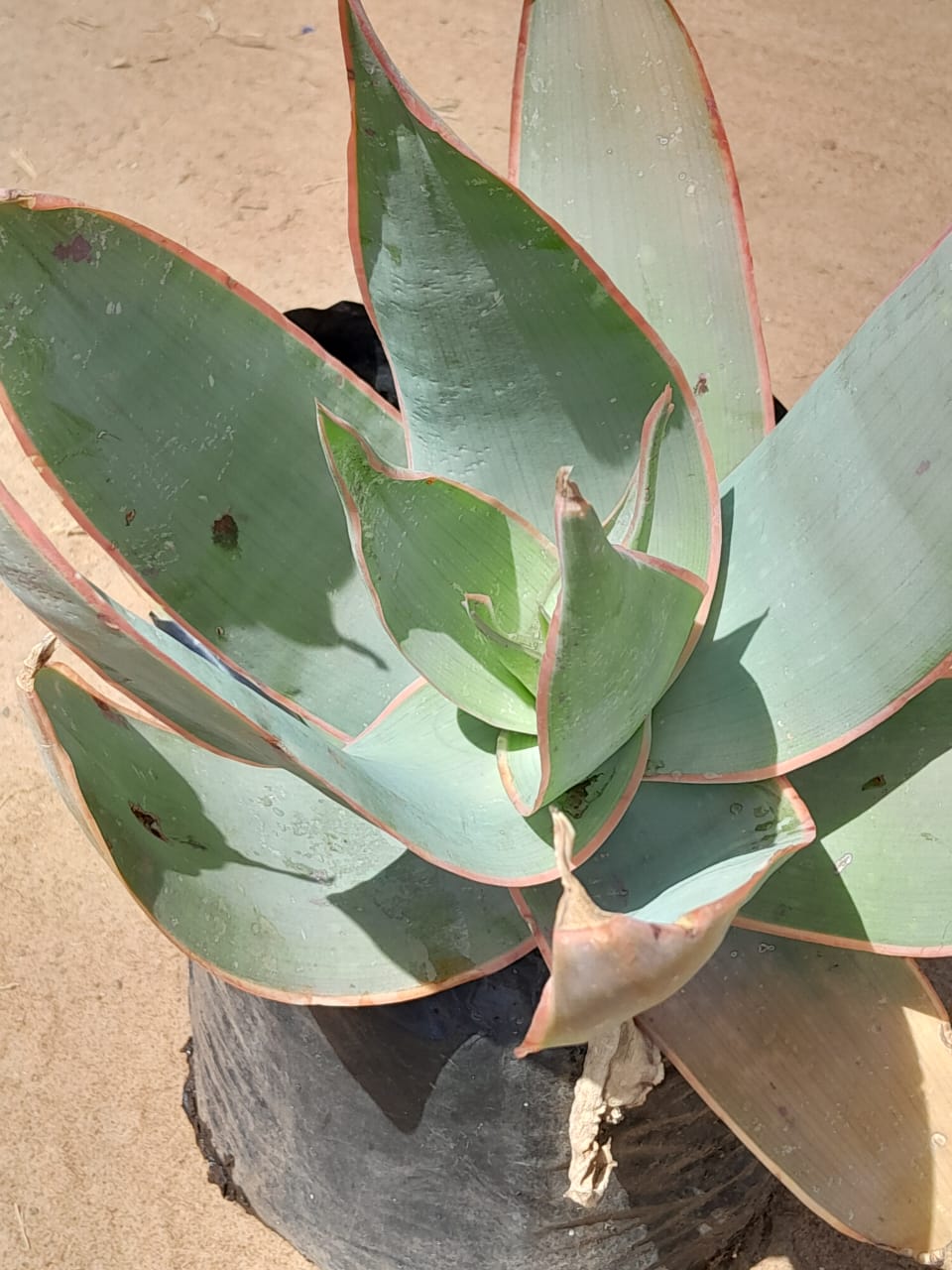 Aloe Striata 10L