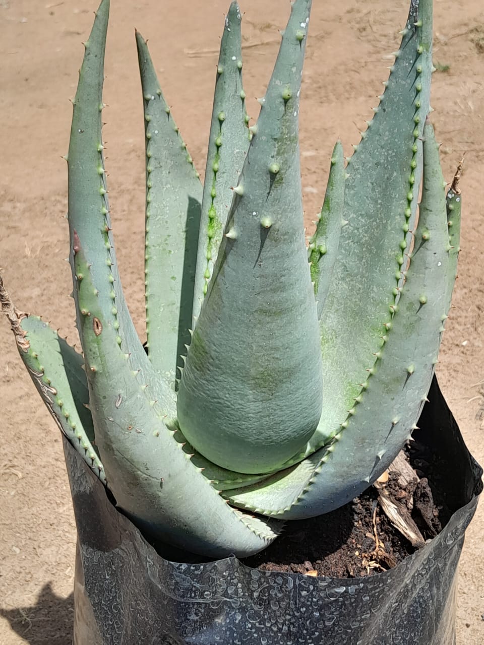 Aloe Wickensii 10L