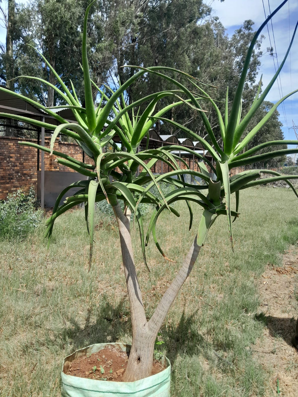 aloe vera plant tree Aloe Bainsii 'Tree Aloe' 100L – Schubert Landscapes