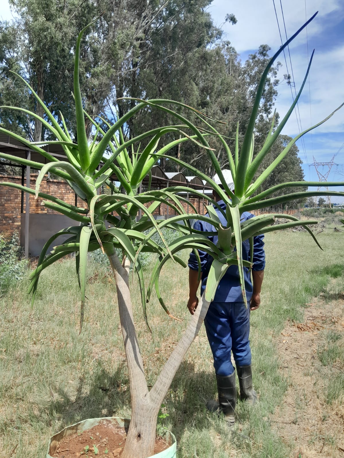 Aloe Bainsii 'Tree Aloe' 100L