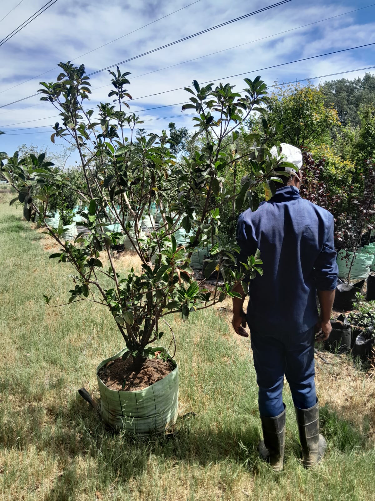 Viburnum Sinensis 100L