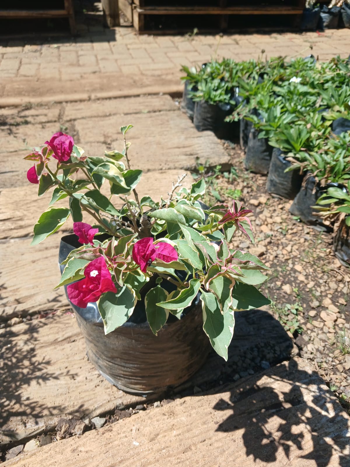 Bougainvillea 10L - Various Colours