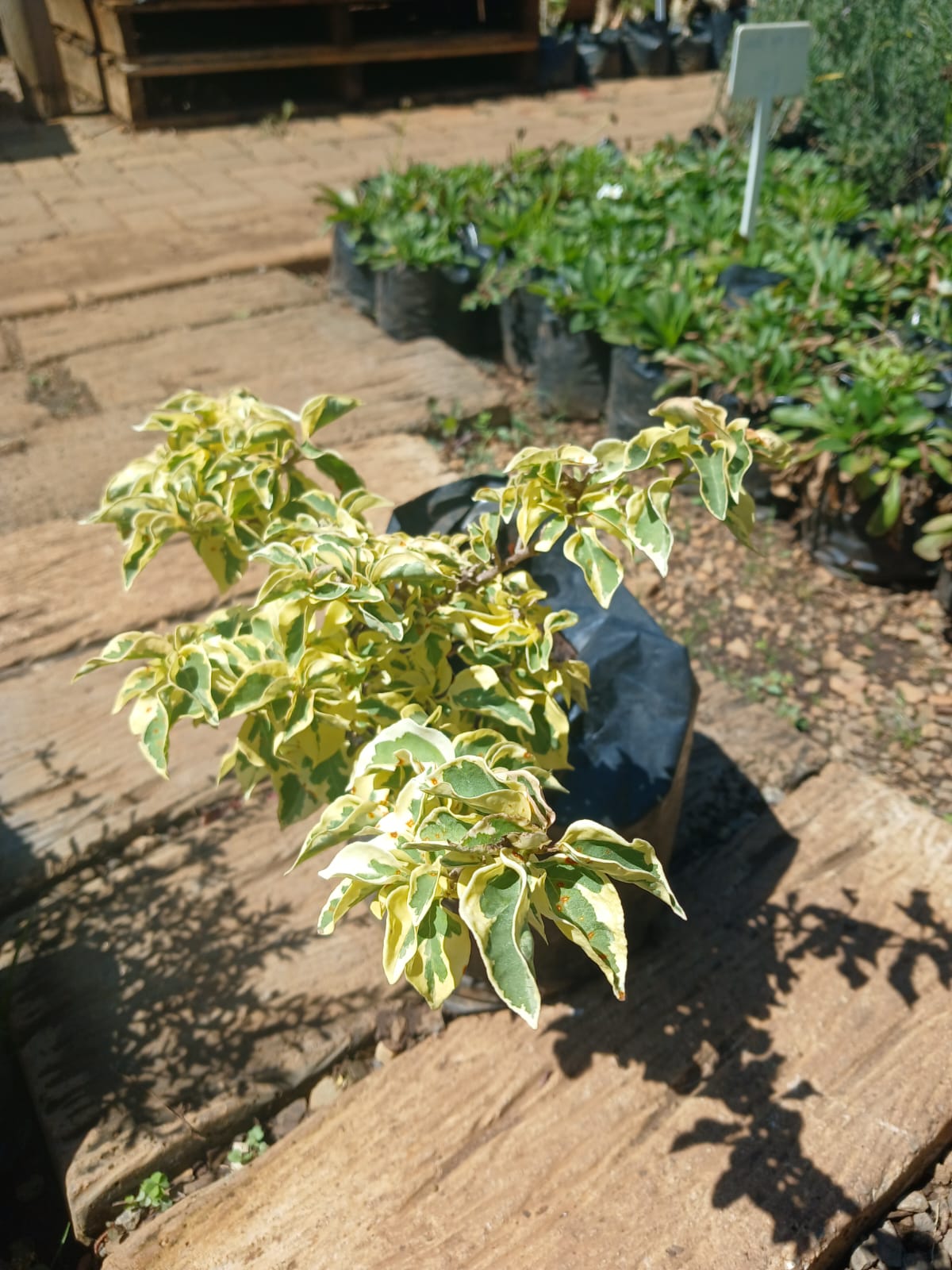 Bougainvillea 10L - Various Colours