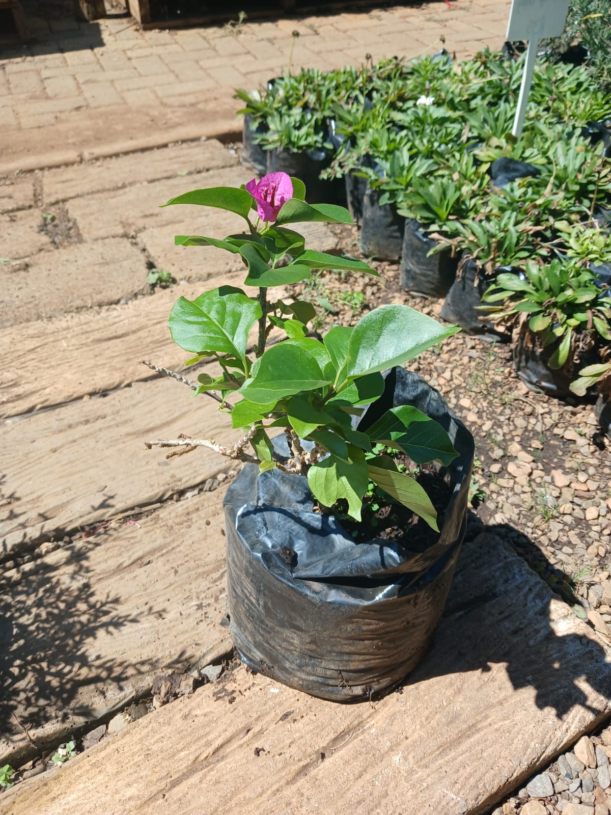 Bougainvillea 10L - Various Colours