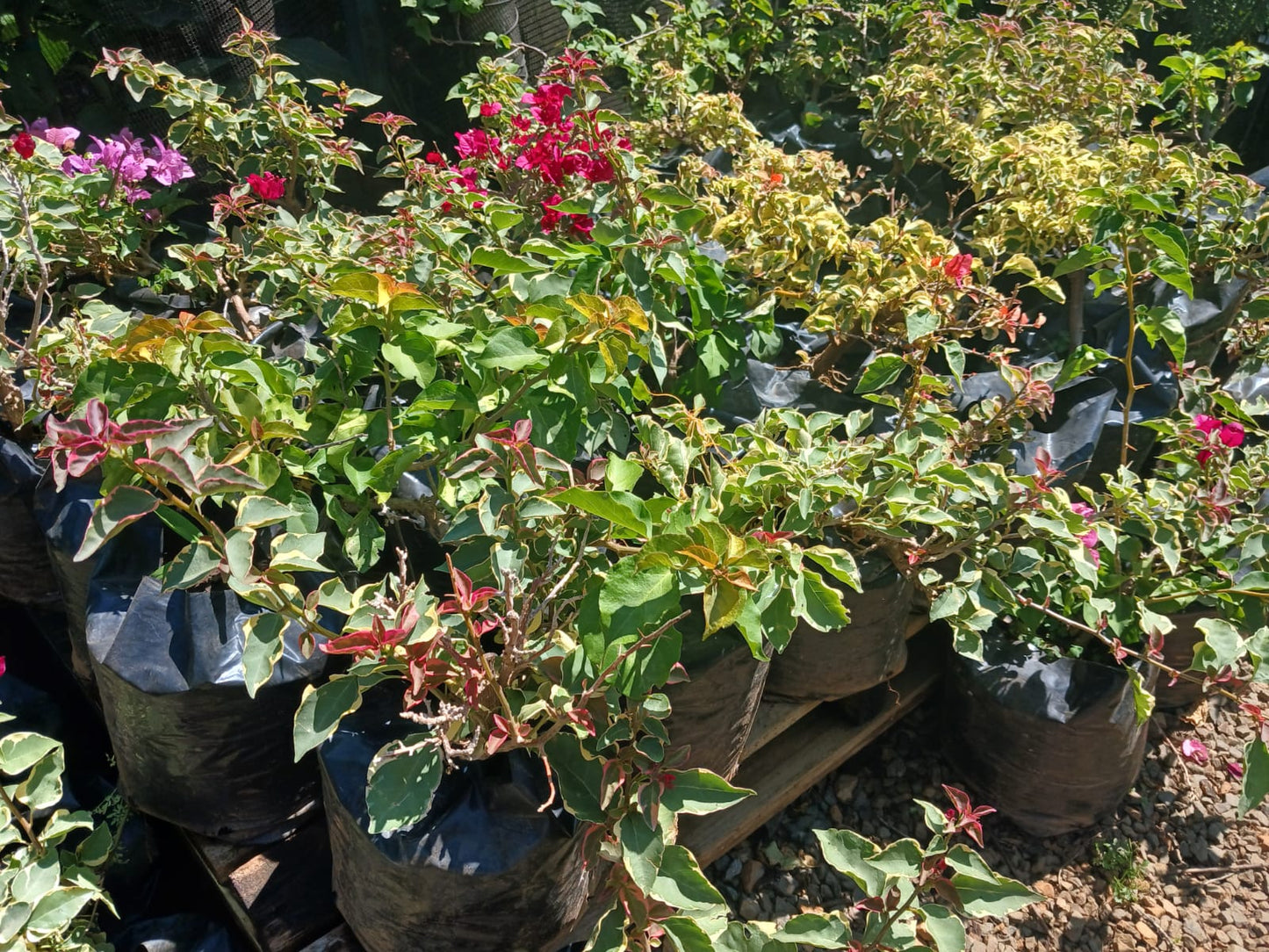 Bougainvillea 10L - Various Colours