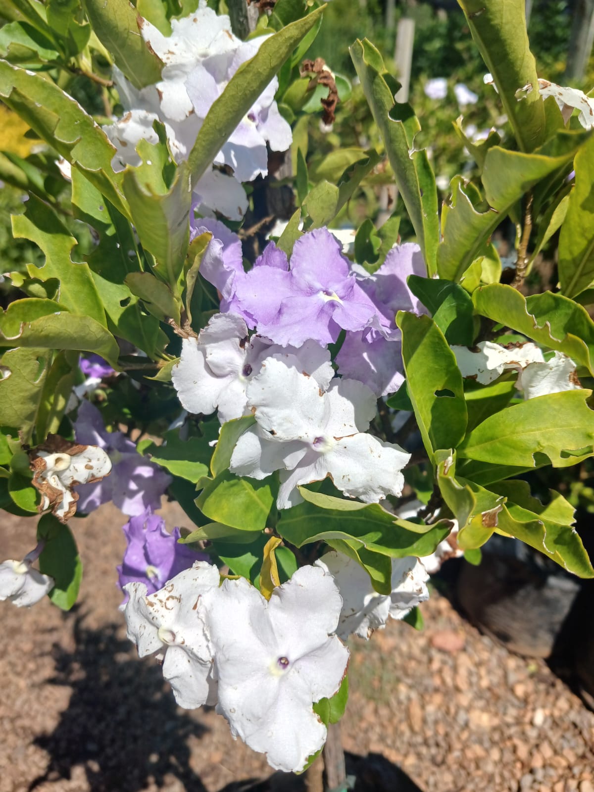 Brunfelsia Grandiflora - Yesterday-Today-Tomorrow 8L Standard