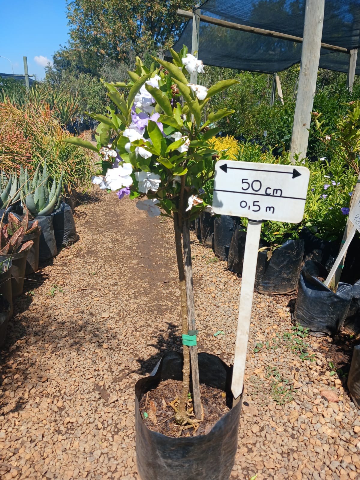 Brunfelsia Grandiflora - Yesterday-Today-Tomorrow 8L Standard